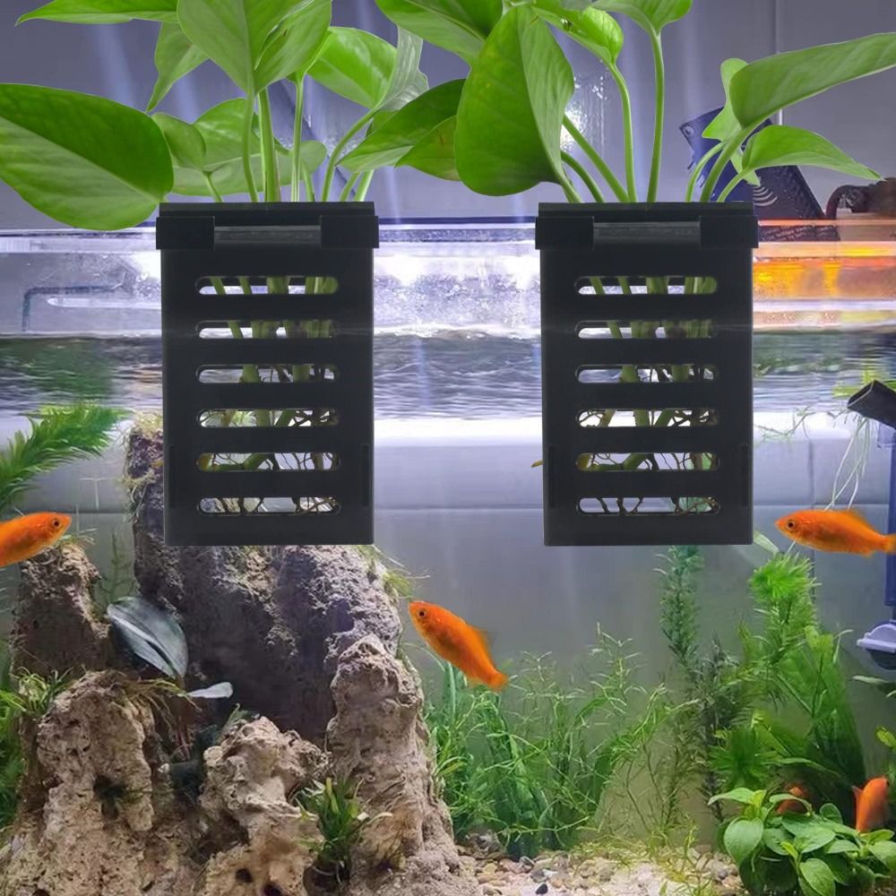 Water Plant Landscape Aquarium - Emersed Plants Aquarium ulasan dan harga