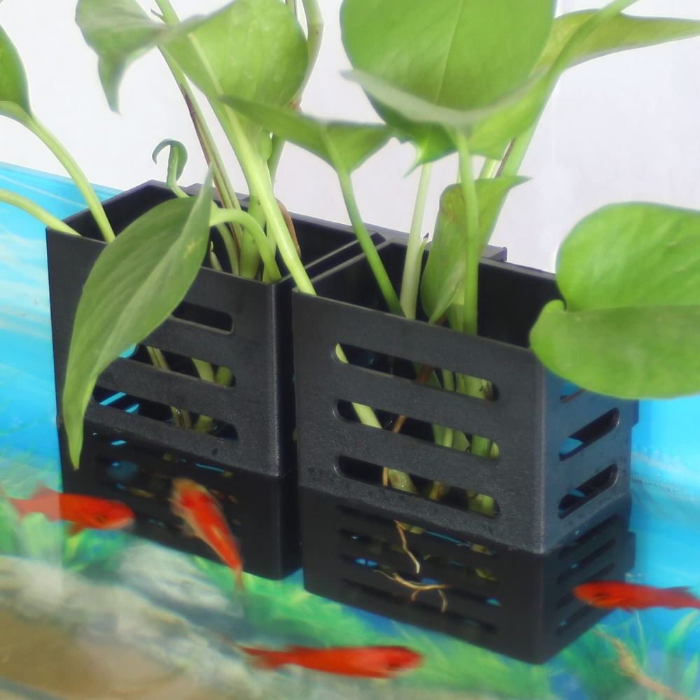 Water Plant Landscape Aquarium - Emersed Plants Aquarium ulasan dan harga