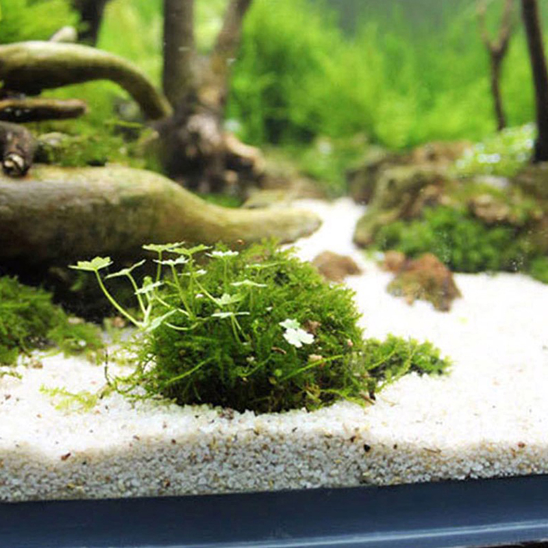1pc Aquatic Pet Supplies Decor - Planted Aquarium Models ulasan dan harga