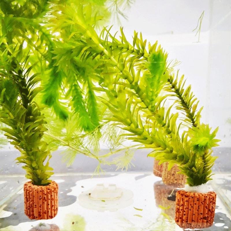 QX2E Paottery Aquariums Plant  - Emersed Plants Aquarium ulasan dan harga