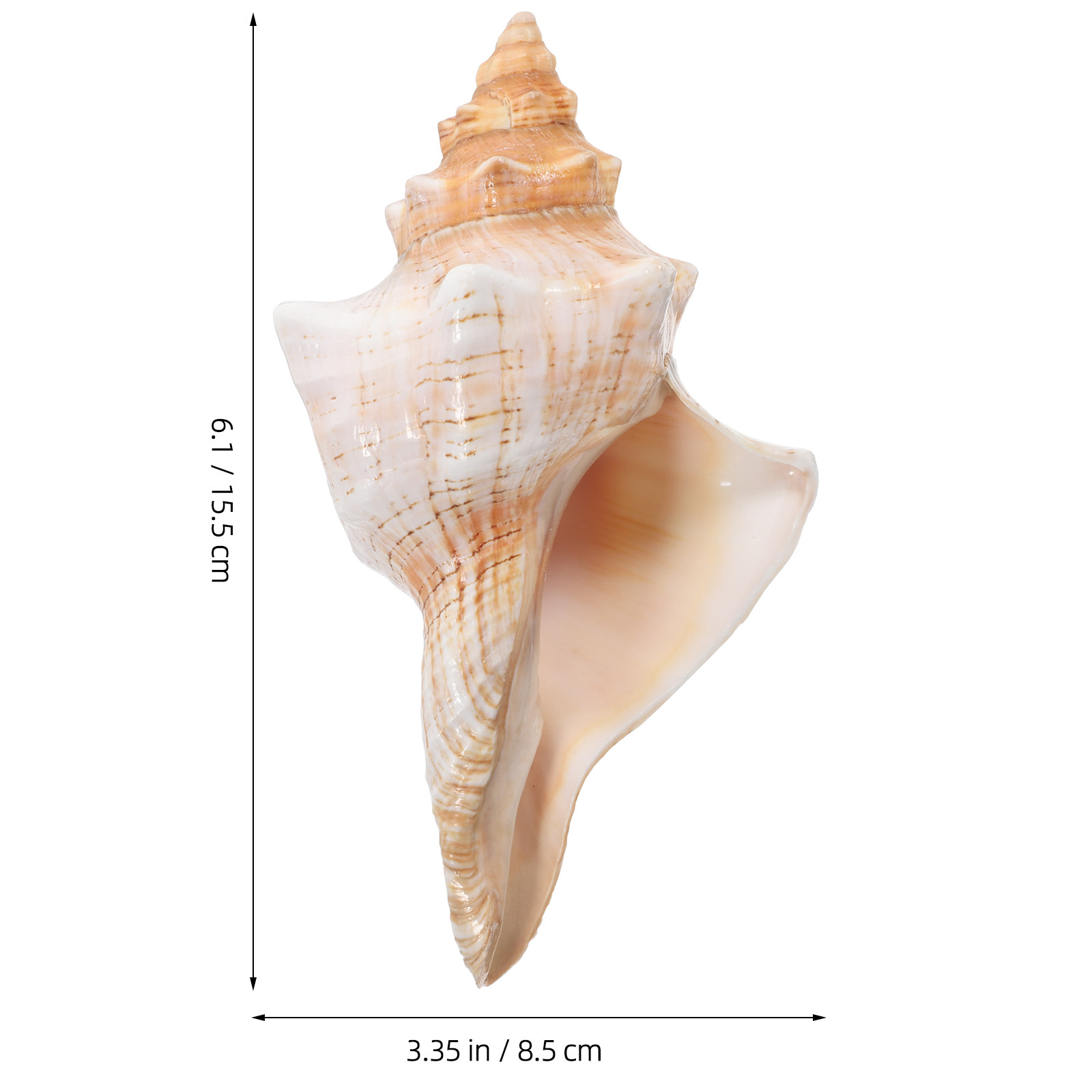 Natural Giant Conch Shell with - Planted Aquarium Photos ulasan dan harga