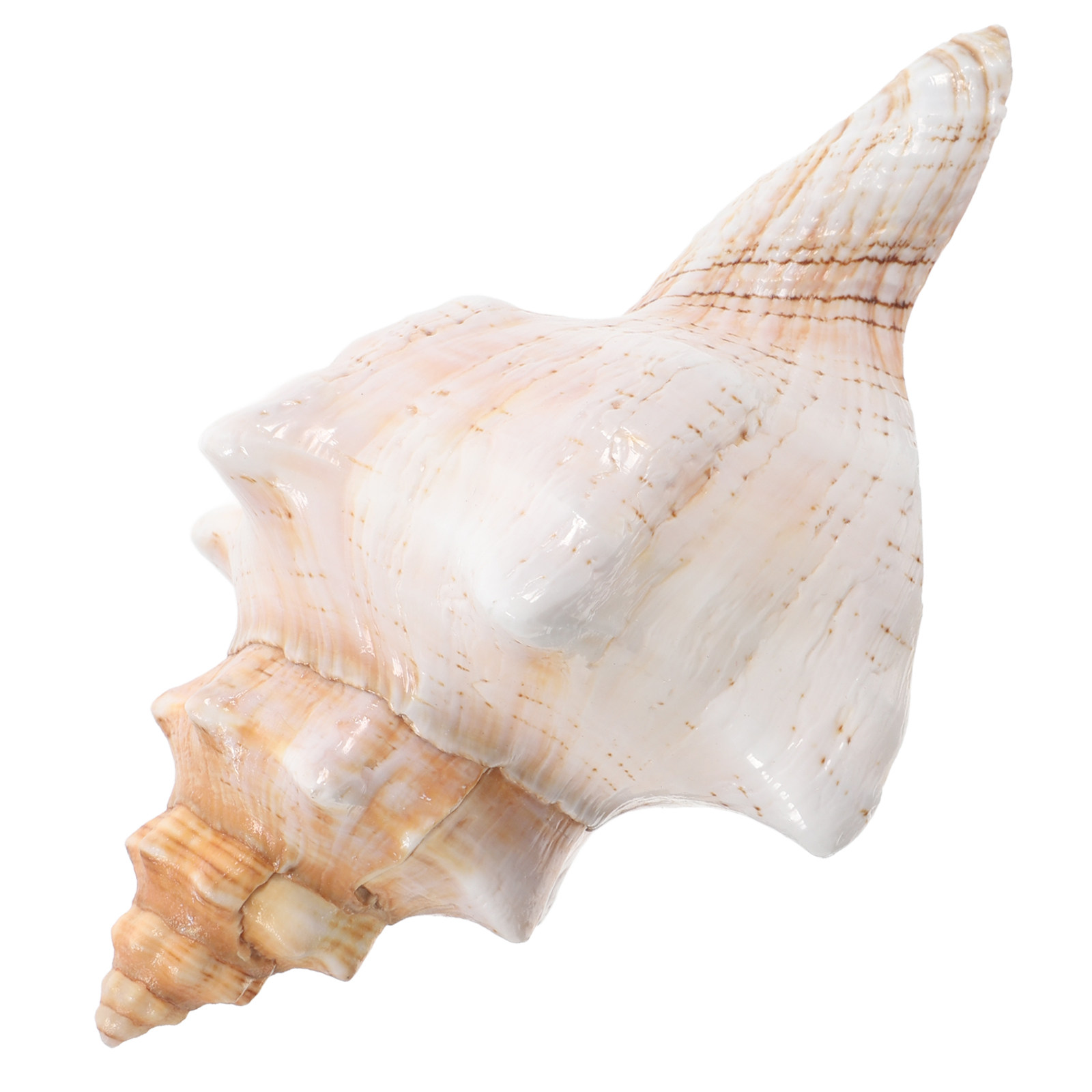 Natural Giant Conch Shell with - Planted Aquarium Photos ulasan dan harga