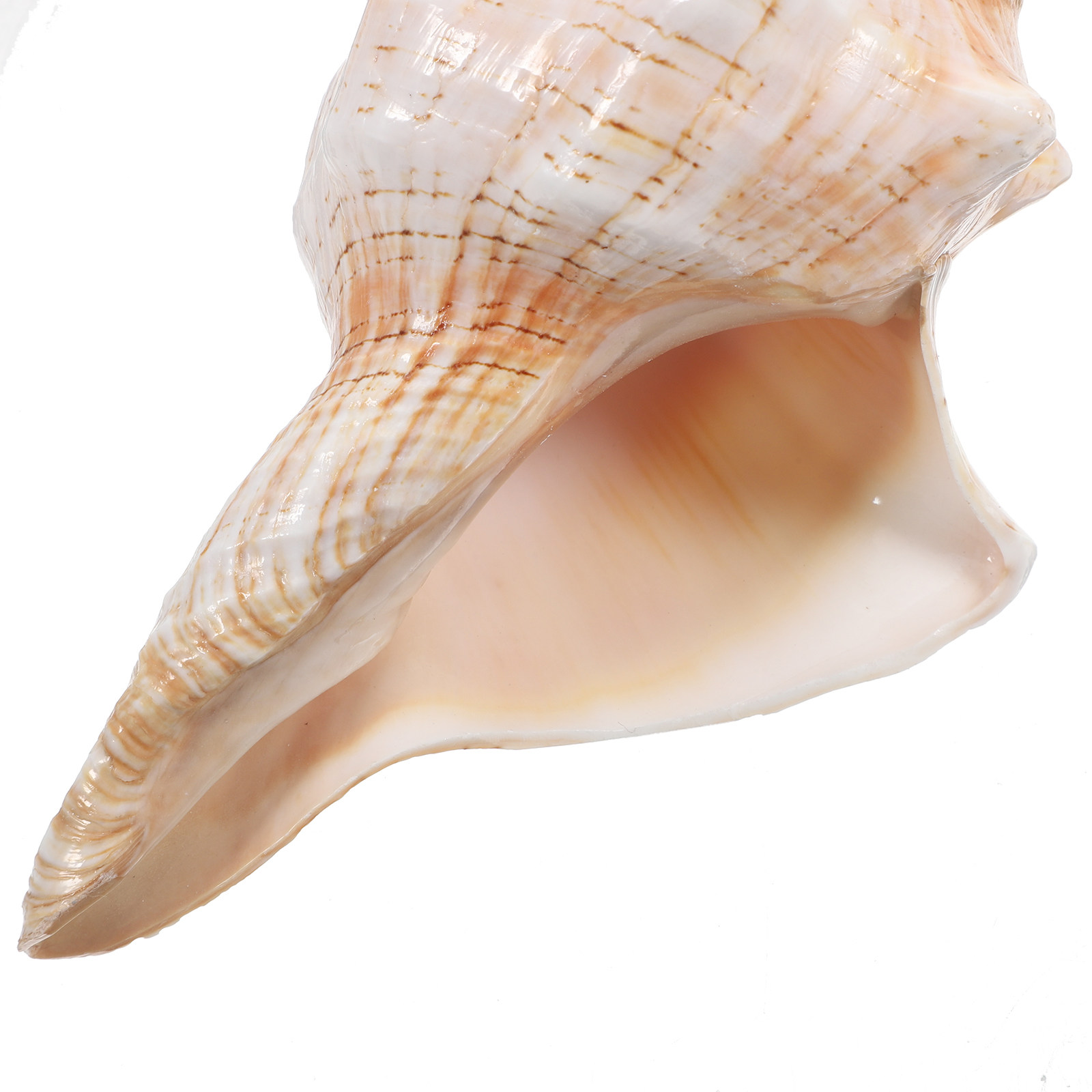 Natural Giant Conch Shell with - Planted Aquarium Photos ulasan dan harga