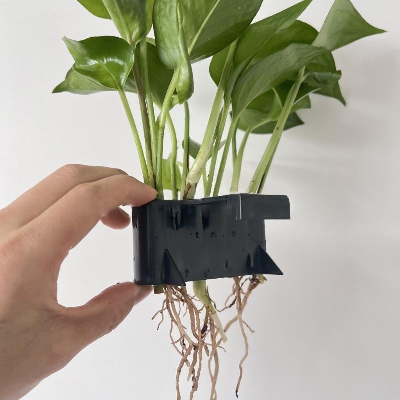 Aquatic Plant Cup Aquatic Plan - Emersed Plants Aquarium ulasan dan harga