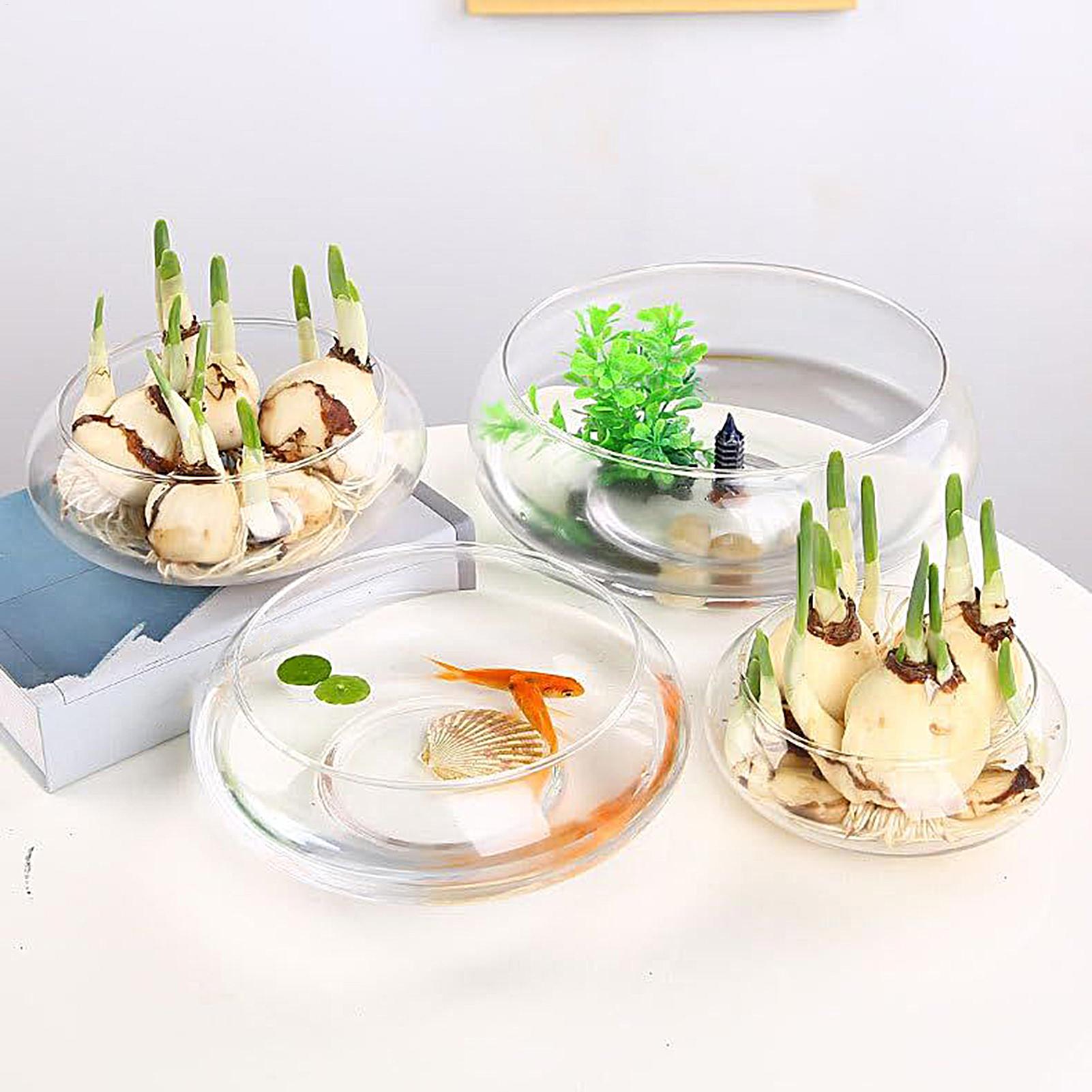 Fish Glass Bowl Glass Large Hy - Planted Aquarium Bowl ulasan dan harga