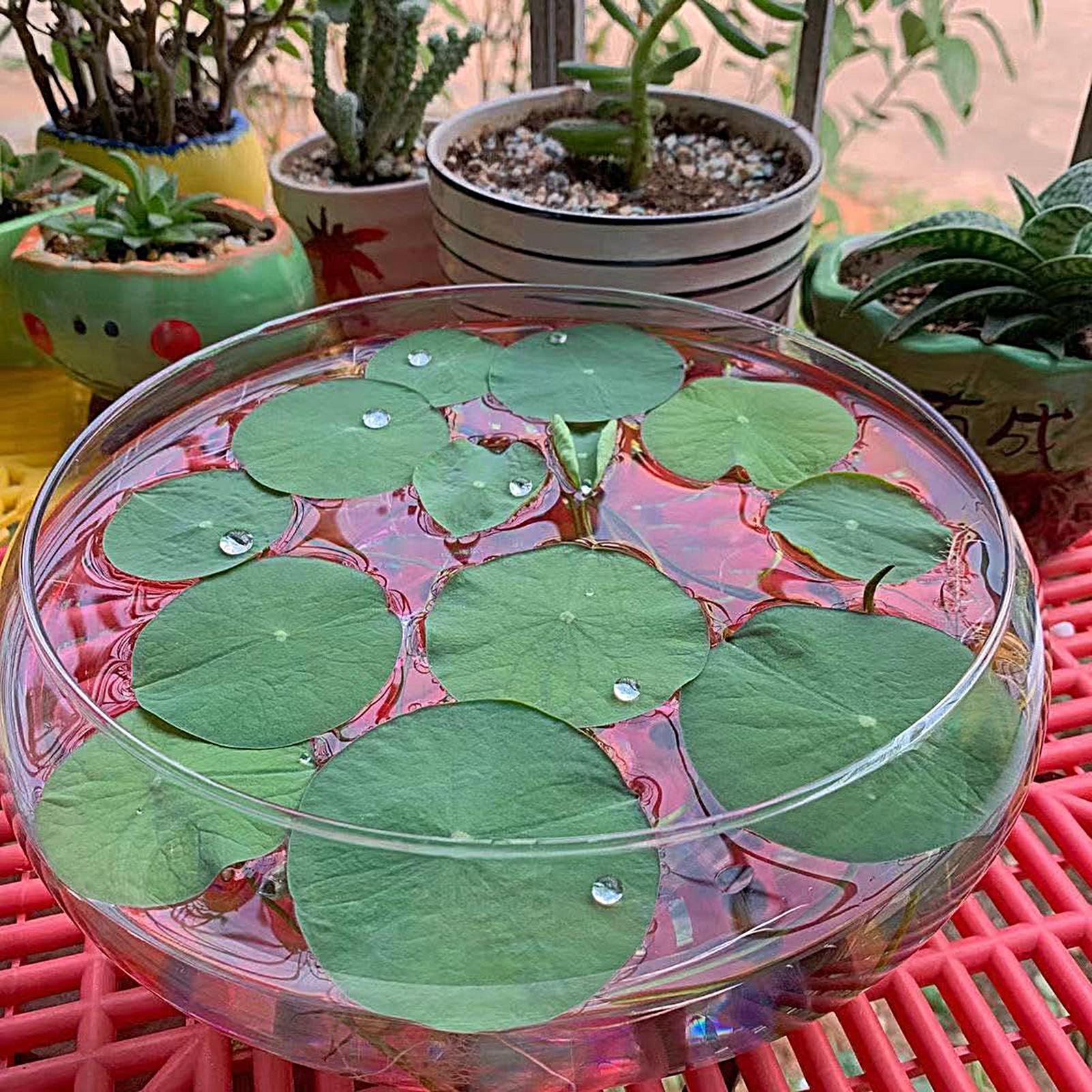 Fish Glass Bowl Glass Large Hy - Planted Aquarium Bowl ulasan dan harga