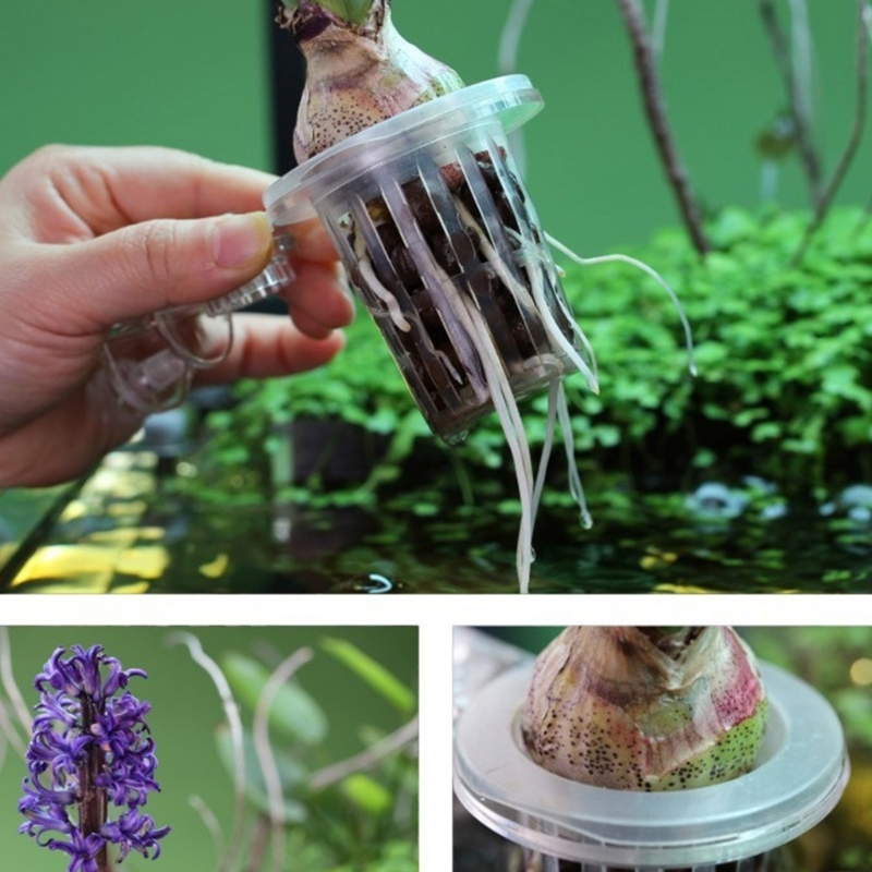 Aquariums Plant Stand Plant Cu - Emersed Plants Aquarium ulasan dan harga