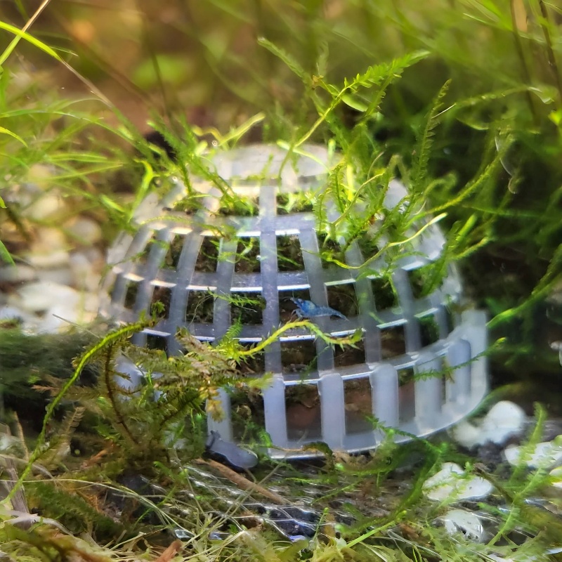 2pc Aquarium Moss Ball Holder, - Planted Aquarium Models ulasan dan harga