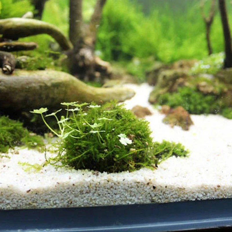 2pc Aquarium Moss Ball Holder, - Planted Aquarium Models ulasan dan harga